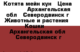 Котята мейн кун › Цена ­ 20 000 - Архангельская обл., Северодвинск г. Животные и растения » Кошки   . Архангельская обл.,Северодвинск г.